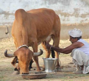 pure milk in our city, best milk in our hyderabad city,A2 milk in hyderabad,healthy milk,pure farm fresh milk,India’s favourite health food, spoonful of ghee,ghee reduces the glycaemic index,finest breed of Desi Gir Cow's milk,best buttermilk in hyderabad,pure desi a2 buttermilk,best yogurt in hyderabad, a2 yogurt, pure yogurt, farm fresh a2 milk yogurt,ghee that is use for weight loss, ghee which has medicinal and ayurvedic properties, pure and farm fresh vedic ghee,farm fresh a2 milk, a2 milk for lactose intolerant people,which milk is easily digestable,pure milk,good milk for lactose intolerant people,A2 milk in hyderabad,pure a2 milk for kids, pure A2 milk near me, A2 milk, A2 MILK DAIRY FARMS,A2 milk in india, A2 milk  where to buy, Bos indicus, BOS INDICUS SPECIES, DESI COW, DESI COW A2 MILK, DESI COW A2 MILK IN INDIA, DESI COW MILK NEAR ME, DESI COW MILK ONLINE, DESI COW MILK PRODUCTS, FREE GRAZING, HF COW MILK, NANDI ORGANIC SITE, NANDI ORGANIC STORE, RAW DESI COW MILK, TDM, TEAM DESI MILK,TRUELY FOOD IS MEDICINE, Buy A2 ghee online,buy pure ghee for kids,best ghee for pregnant ladies,Good quality a2 milk,best a2 milk at online,number one a2 milk in hyderabad,bilano method ghee in hyderabad,best quality ghee in hyderabad,best milk for children,best A2 ghee in hyderabad for kids,food that increase immunity,best milk which have high nutritional values, A2 ghee, pure desi milk, where can i buy pure desi milk, shuddha desi milk, shuddha desi milk in hyderabad, want pure ghee for kids, desi gay ka dhoodh, aavu palu, best a2 milk 2019,pure bilano method ghee,unprocessed milk,vedic ghee in hyderabad,want to buy A2 milk online,best quality milk online,super good food for kids,best milk for diabetes,best milk for heart patients,best milk for adults,how to reduce bad cholesterol,how to gain good cholesterol,best indian vedic ghee,aavu neyee,ghai ka ghee,which milk is good for acidity,best milk for inflammation,more nutritional value milk in market,great nutritional milk in online,