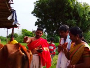 godan at godesimilk farm