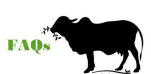 Gir Cow Logo Design, HD Png Download , Transparent Png Image - PNGitem