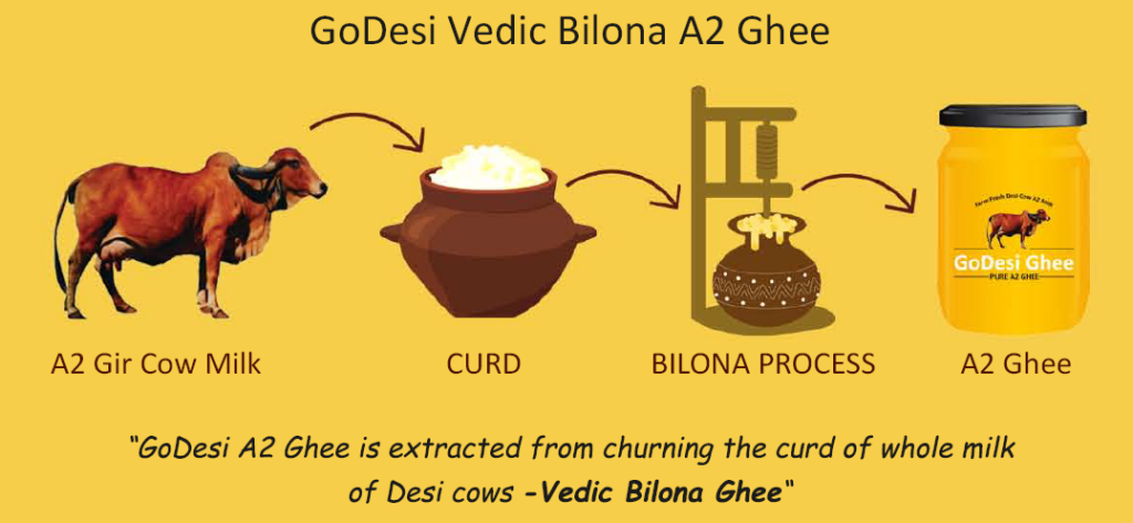 Bilona Ghee, A2 Desi Ghee, Making Of Pure Traditional Bilona Ghee, A2 Cow, Indian Gir Cow, Bilona Desi Ghee, A2 Gir Cow Bilona Ghee, Pure & Organic A2 Gir Cow Ghee, World's Purest A2 Cow Ghee, Made By Oldest Bilona Method, Best Desi Cow A2 Bilona Ghee, Desi Cow A2 Cultured Bilona Ghee, A2 Desi Cow Vedic Bilona Ghee